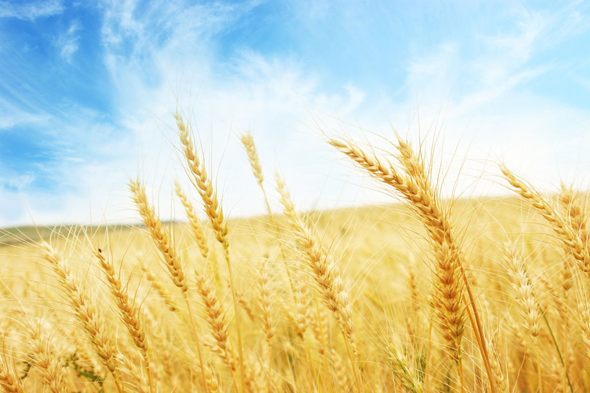 HP_Header_Wheat_5