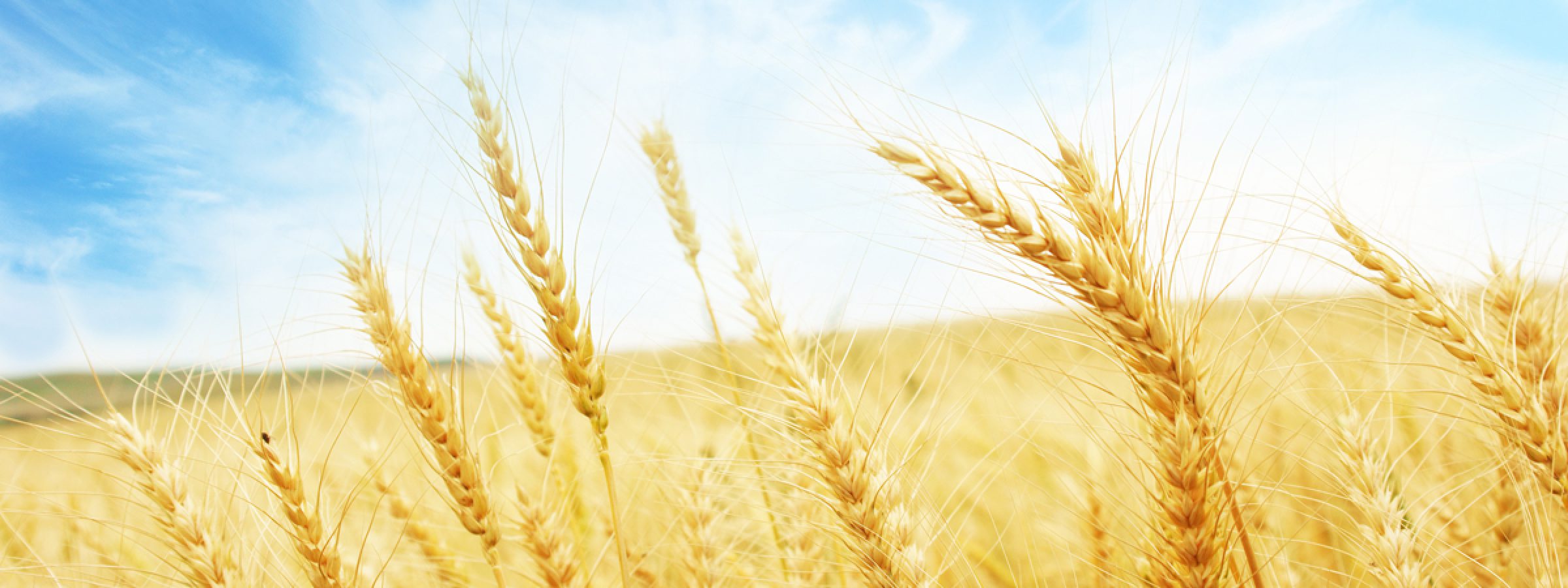 HP_Header_Wheat_5